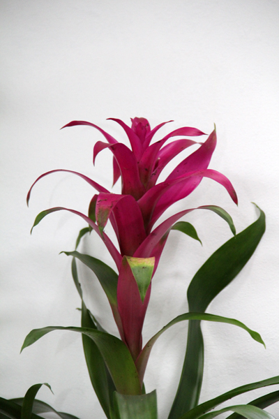 Opening of Zanbak Flower Boutique 